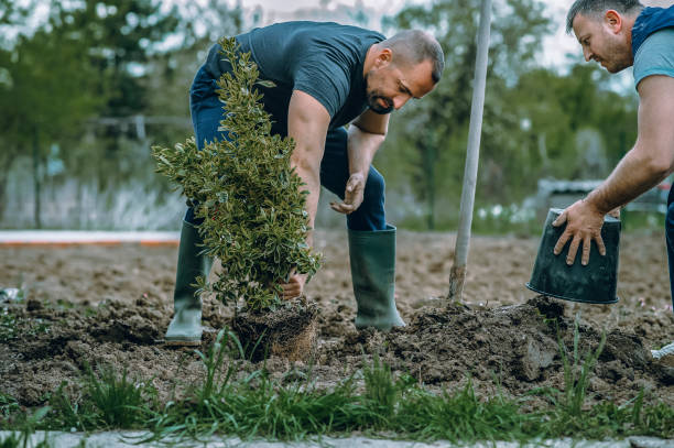 Best Tree Cutting Near Me  in Porter Heights, TX